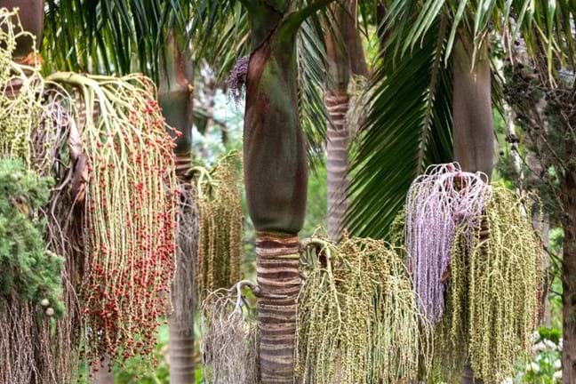 Bangalow Palm (Archontonphoenix cuninghamiana) with pendulous clusters of red fruits hanging from below the swollen crown shaft
