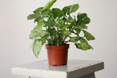 Syngonium