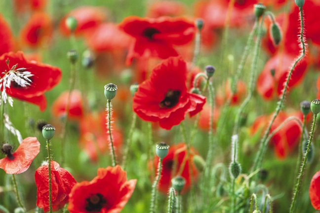 Red Flanders Poppies Poppy