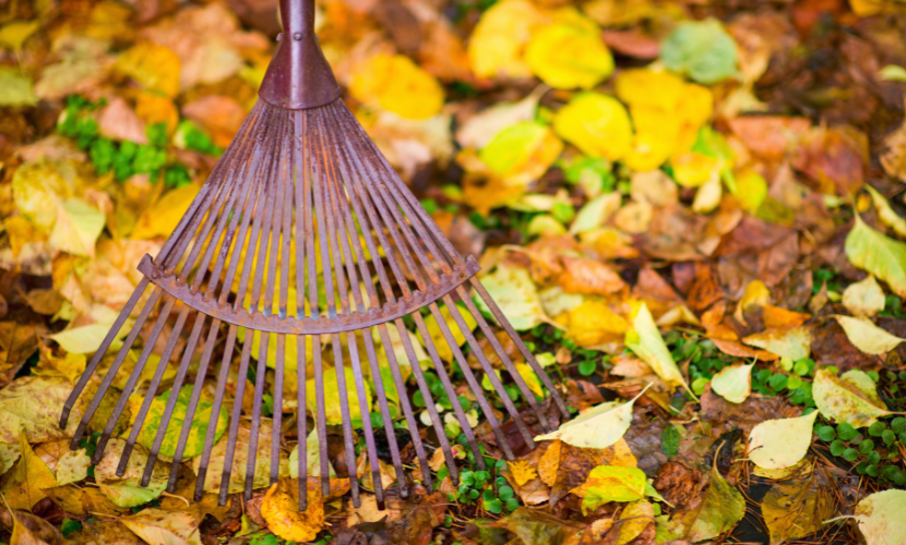 Preparing your lawn for winter in autumn