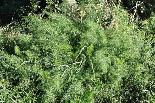 Large clump of young Fennel