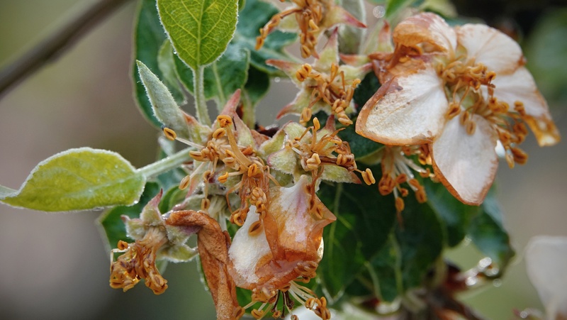 Frost Damaged Flower Petals Apple Blossoms