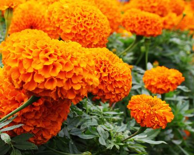 Marigold