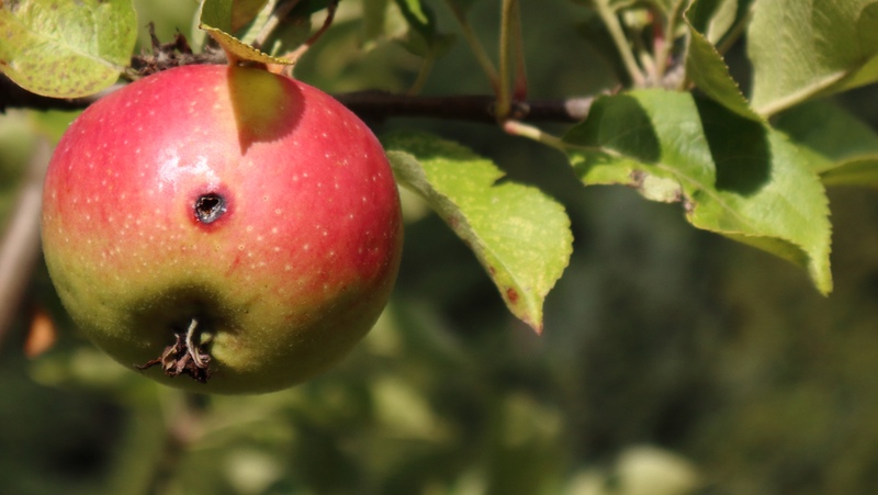 Codling Moth Symptoms Damage Apple 800X451px LS