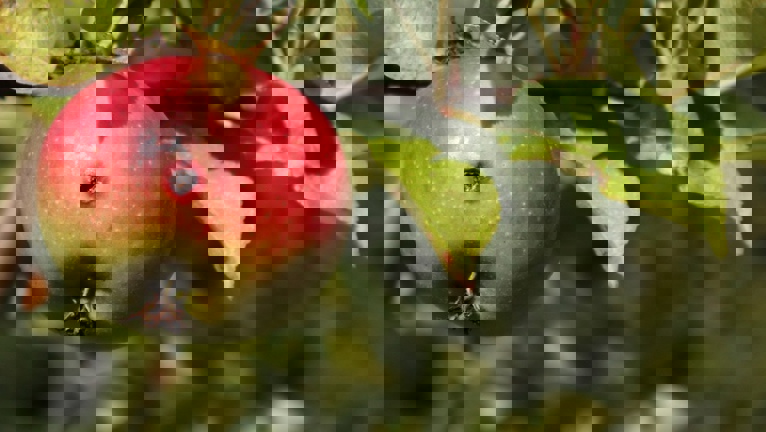 How to Get Rid of Codling Moth in Your Garden | Yates Australia