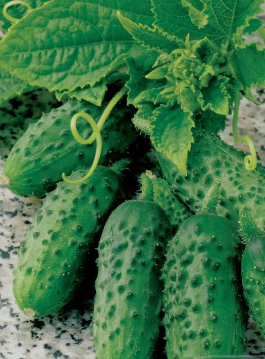 Cucumber Gherkin Pickling Garden Seeds Yates Australia