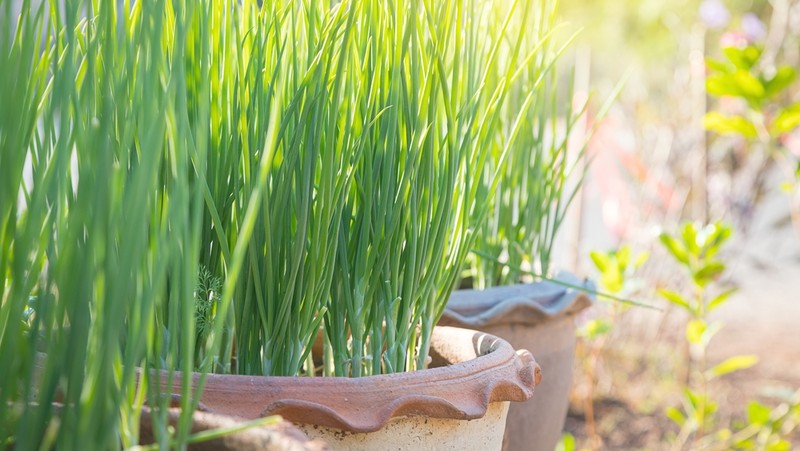 Spring Onion Pot 800X451px LS