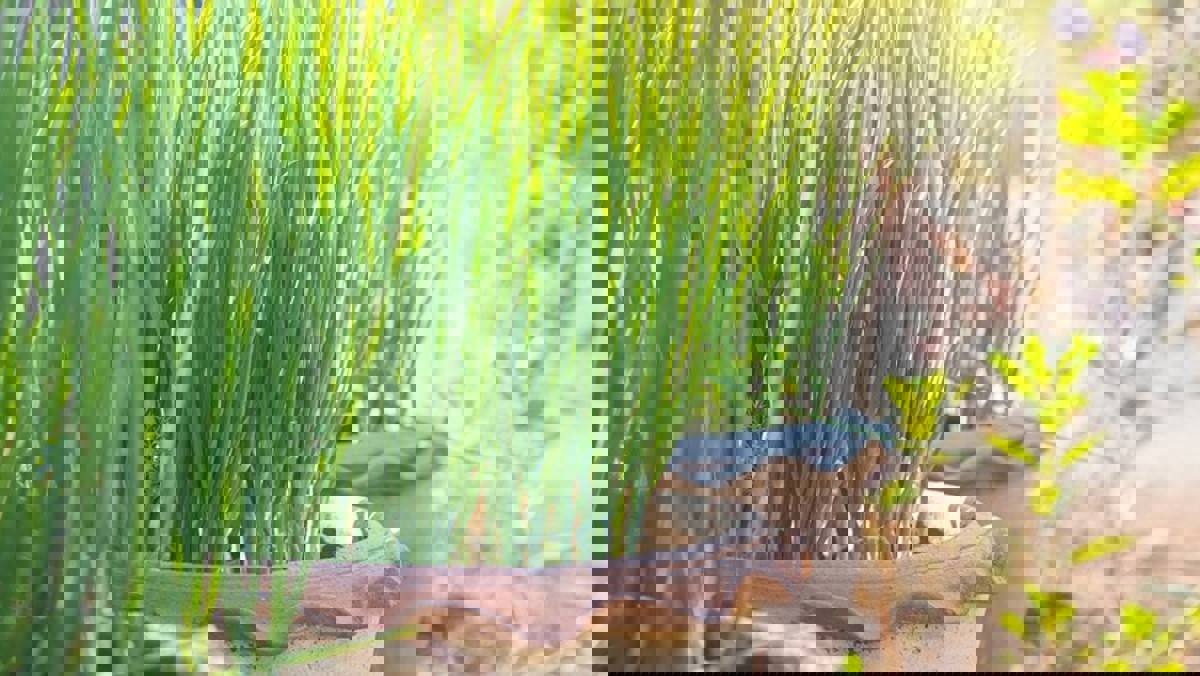 How To Grow Spring Onions In Gardens Pots In Australia Yates