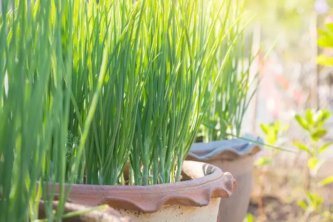 Spring Onion Pot 800X451px LS