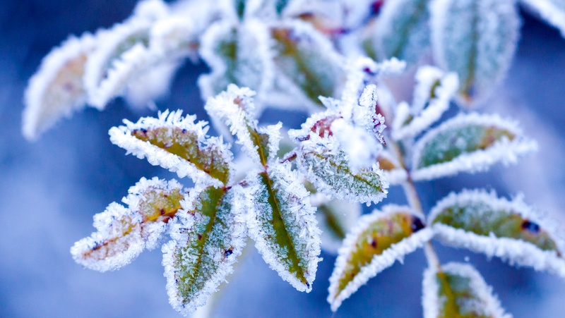 rose leaves with frost on them