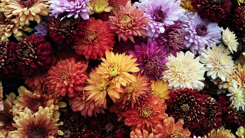 Chrysanthemum