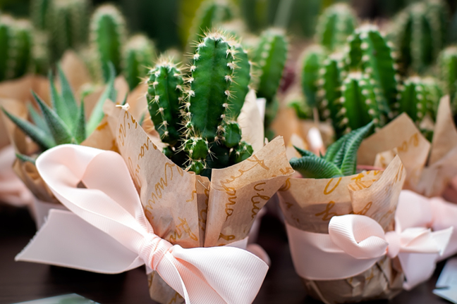 many small potted cacti wrapped in brown paper and tied with a pink bow as gifts