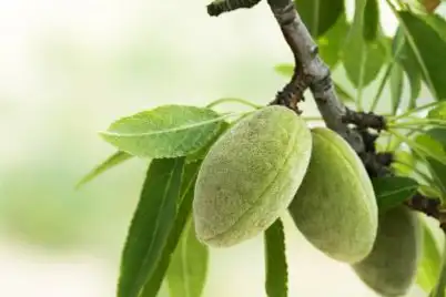 Almonds