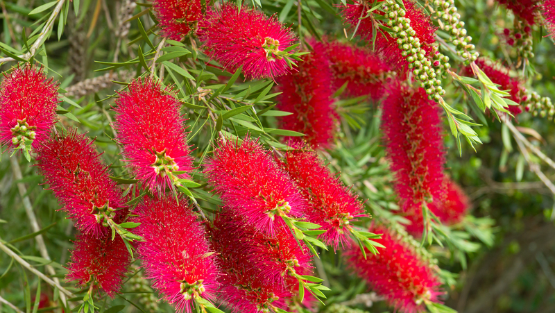 Red Callistemon Image
