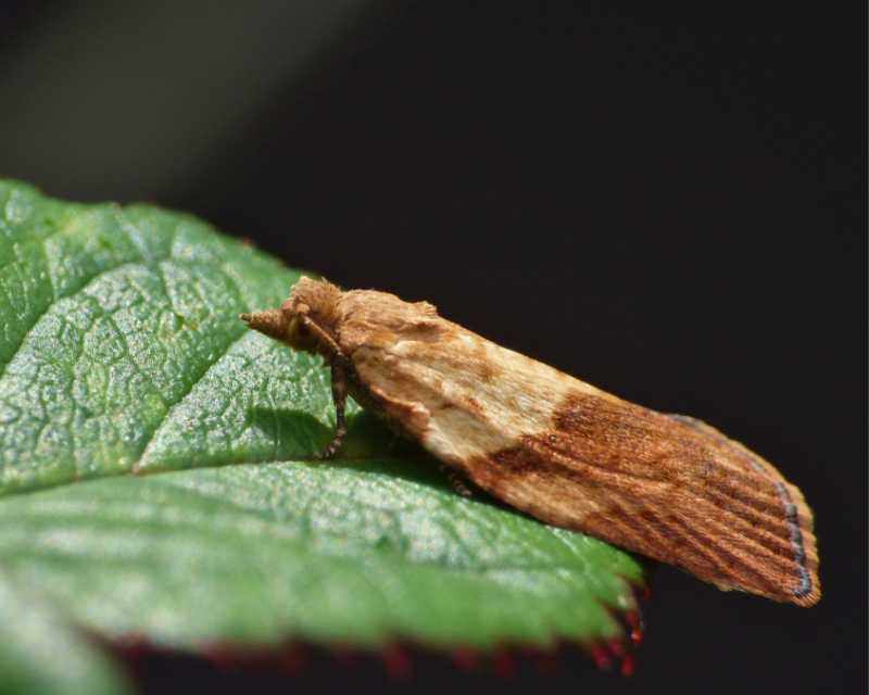 Light Brown Apple Moth