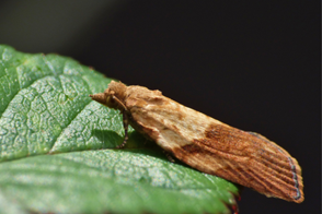 Light Brown Apple Moth Control in Your Garden