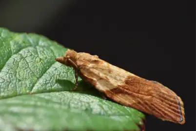 Light Brown Apple Moth
