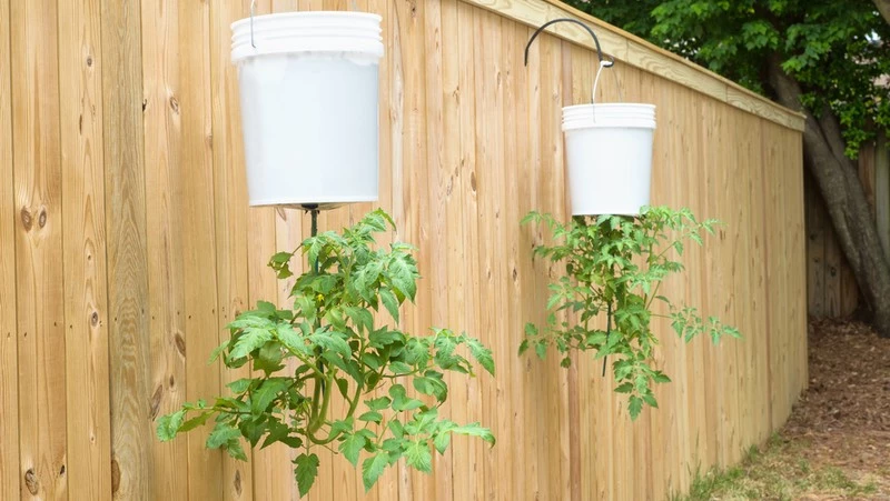 Upside Down Tomato Plants 800X451px LS