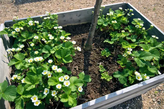 metal garden bed with strawberries growing at the base of a tree