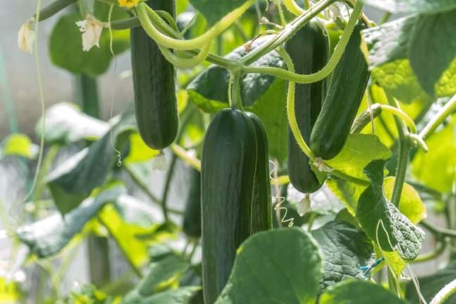 Cucumbers growing on the vines