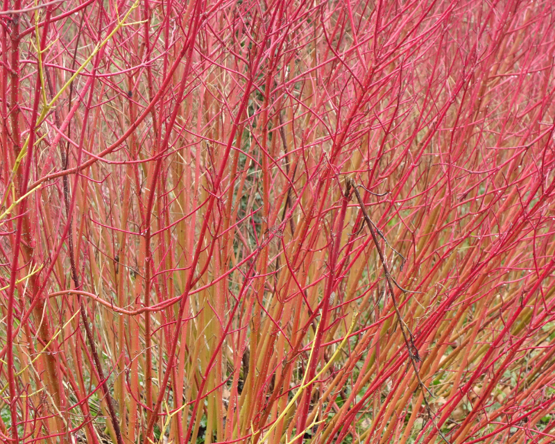 Winter Corus Thumbnail