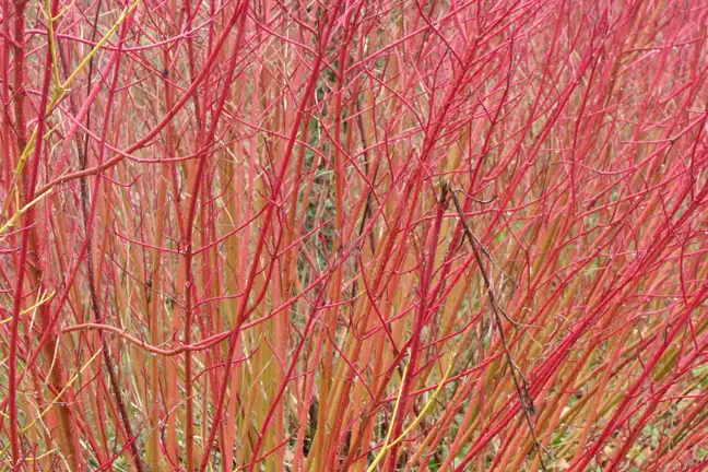 Winter Corus Thumbnail