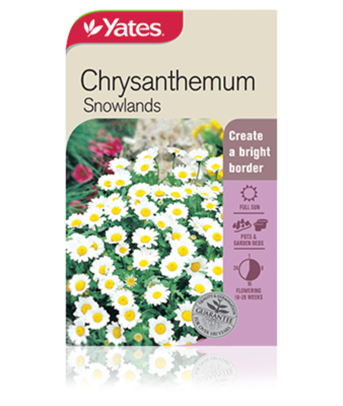 Chrysanthemum Snowlands Garden Seeds Yates Australia