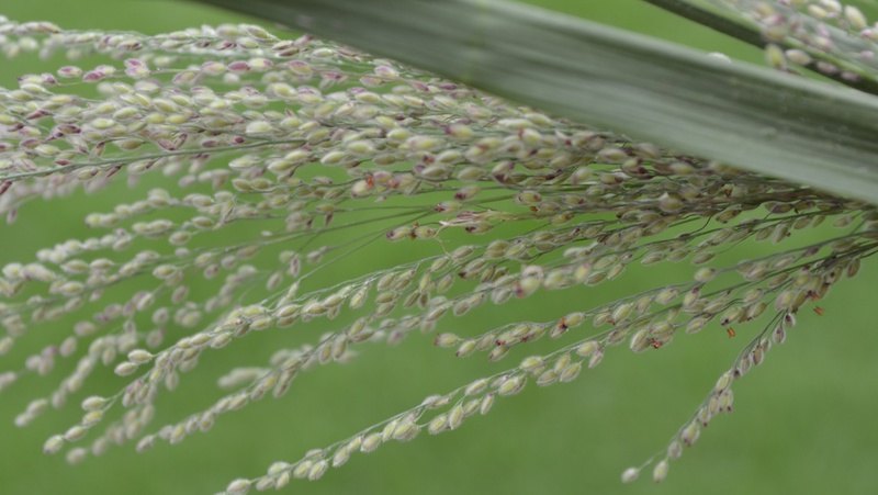 Guinea Grass 800X451px