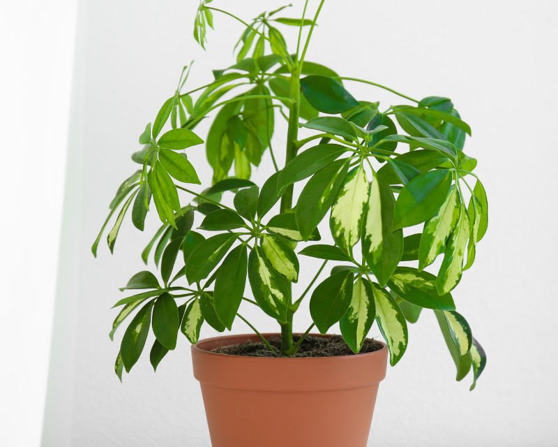Umbrella trees (Schefflera actinophylla)