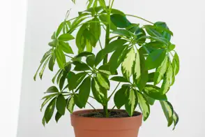 Umbrella trees (Schefflera actinophylla)