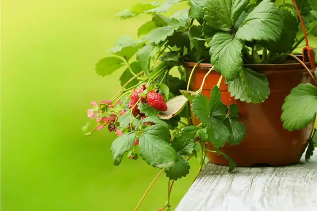strawberries growing in a hanging basket