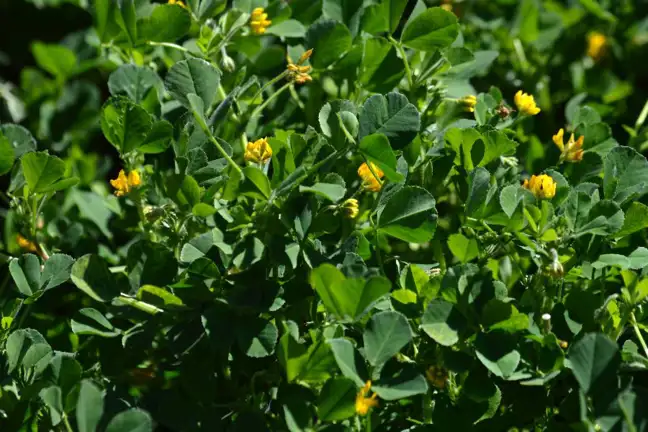 Close up of burr medic flowers and leaves