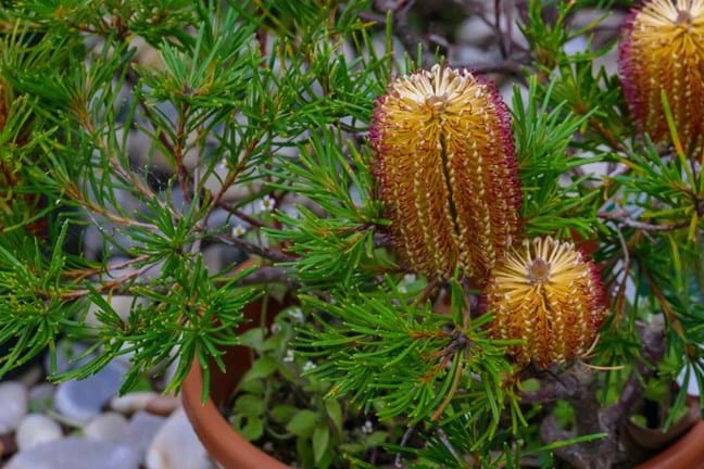 A compact form of Banksia spinulosa growing in a pot