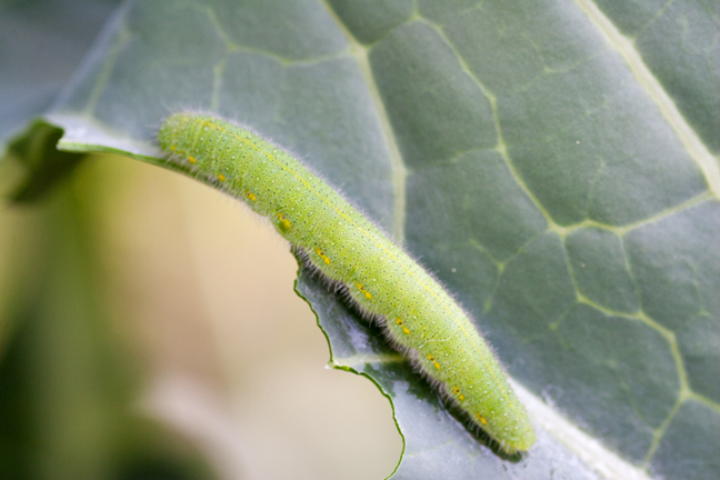 Cabbage WHite Butterfly caterpillar sitting on a leaf with edges chewed