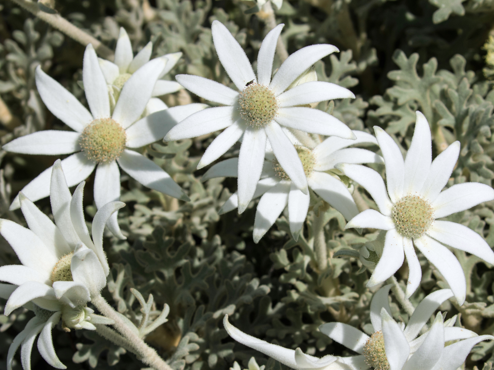 How to Grow Flannel Flowers