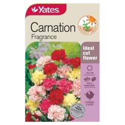 Carnation Fragrance