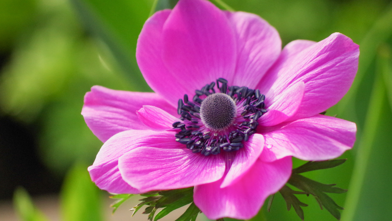 close- up of a large bright pinky-purple anemome flower