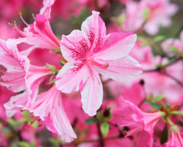 Azaleas