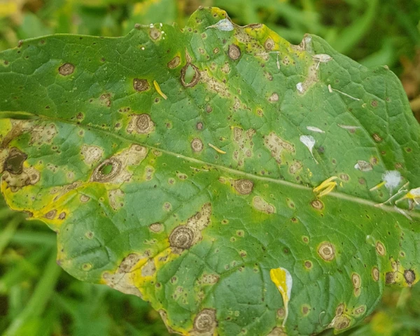 Silver Leaf Fungus, Garden Pests & Diseases