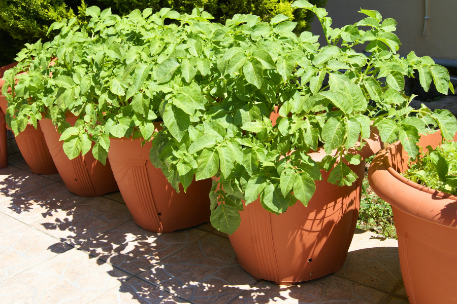 large terracotta pots with mature potato plants growing in them