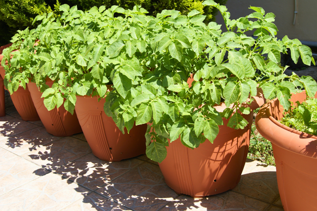 large terracotta pots with mature potato plants growing in them