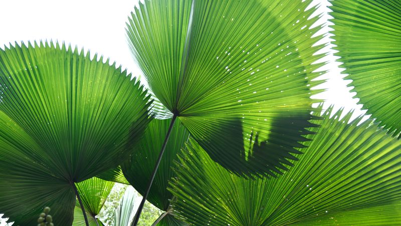 close up of 4-5 leaves of an elegant fan palm