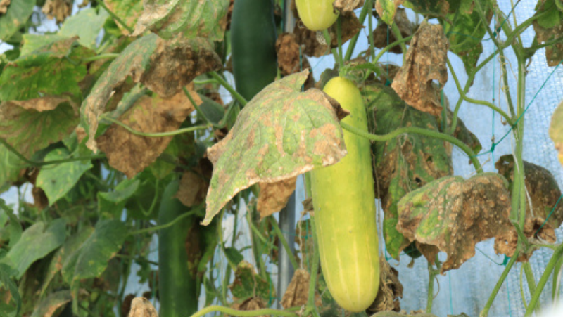 Image above: Anthracnose of cucumbers