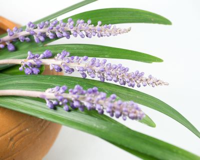 Liriope