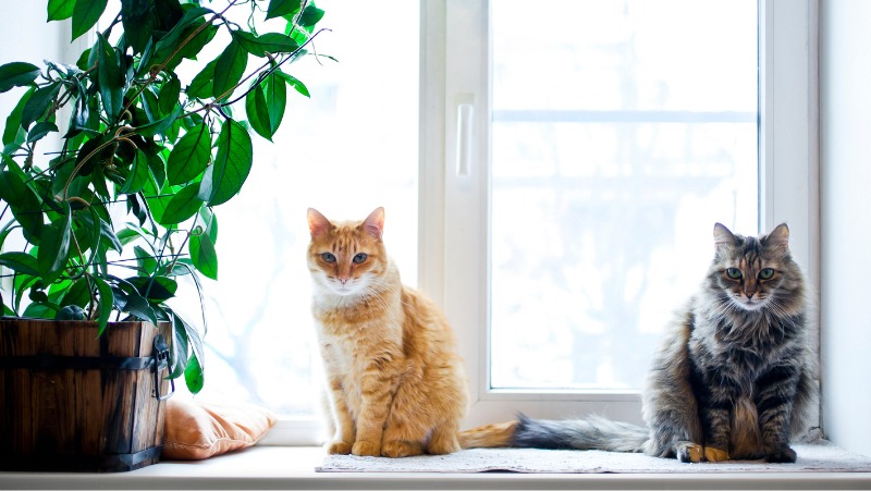 hoya in a small timber pot, with a ginger cat and a brown mottled cat all sitting on a brightly lit window sill