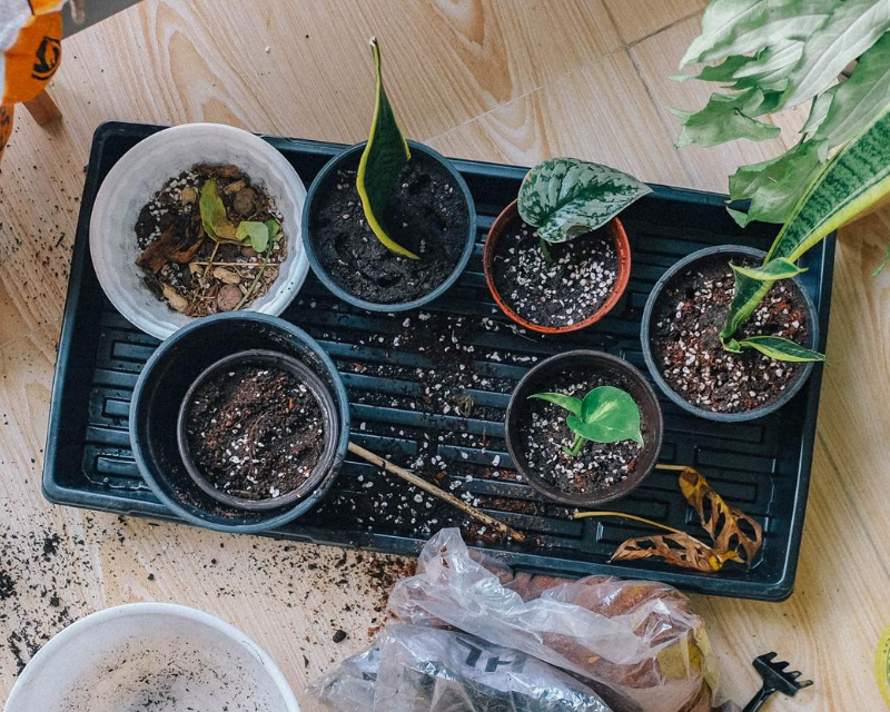 How to grow more plants for free
