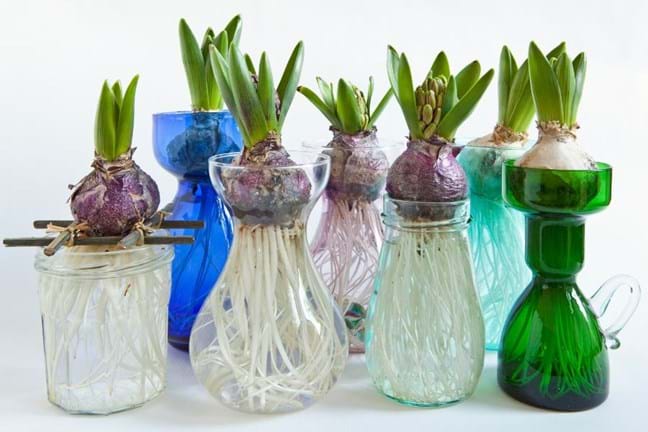 Hyacinth bulbs growing in a glass vase