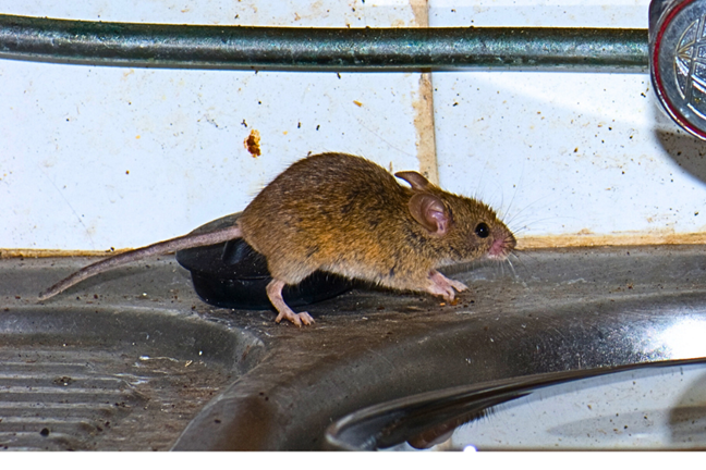 House Mouse (Mus musculus) running across a sink
