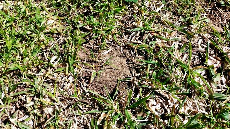 Image above: clayey soils are prone to compaction