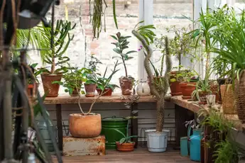 When to Start Growing Plants Indoors for Garden: Expert Tips